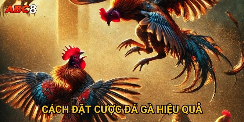 Tại sao đá gà Thomo lại được ưa chuộng tại ACB8? 3 Cách đặt cược đá gà hiệu quả