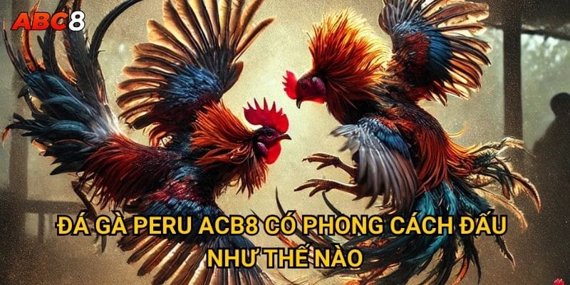 Tại sao đá gà Peru lại thu hút đông đảo người chơi ACB8? 2 Đá gà Peru ACB8 có phong cách đấu như thế nào?