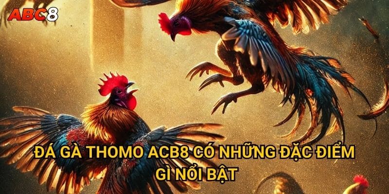 Tại sao đá gà Thomo lại được ưa chuộng tại ACB8? 2 Đá gà Thomo ACB8 có những đặc điểm gì nổi bật?