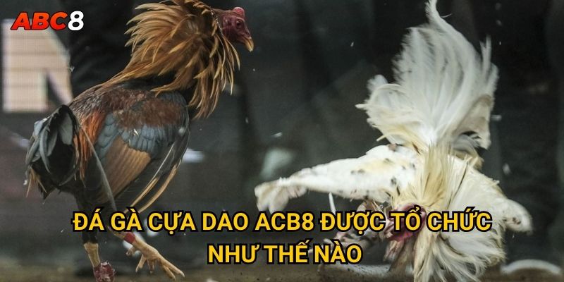 Đá gà cựa dao có phải là hình thức cược mạo hiểm tại ACB8? 2 Đá gà cựa dao ACB8 được tổ chức như thế nào?