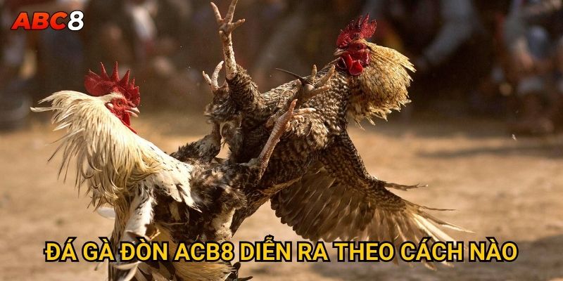 Đá gà đòn có phải là môn võ thuật thực thụ tại ACB8? 2 Đá gà đòn ACB8 diễn ra theo cách nào?