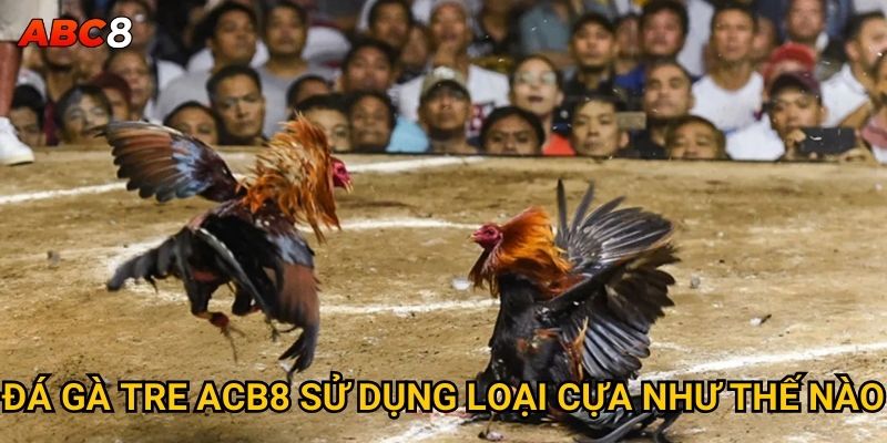 Đá gà tre tại ACB8 có gì độc đáo và thú vị? 2 Đá gà tre ACB8 sử dụng loại cựa như thế nào?