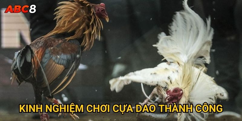 Đá gà cựa dao có phải là hình thức cược mạo hiểm tại ACB8? 3 Kinh nghiệm chơi cựa dao thành công
